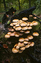 Charcoal pholiota fungus {Pholiota carbonaria} growing on rotten tree stump, Surrey, UK