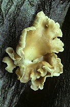 Fungus {Pleurotus cornucopiae} growing on tree bark, Surrey, UK