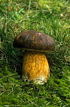 Bay bolete fungus {Xerocomus badius} UK