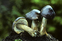 Three Entoloma fungi {Entoloma porphyrophaeum} in a row, one fallen over, UK