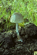 Dung mottle gill fungus {Panaeolus semiovatus} growing in dung, UK