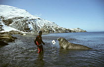 Cameraman Peter Scoones recording Southern elephant seal on location in Stromness Bay, South Georgia, filming for BBC television series "Life in the Freezer", February 1993