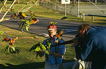 Miles Barton (director) and cameraman filming Rainbow lorikeets on location for BBC television programme 'Life of Birds', 1997