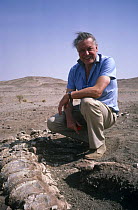 Sir David Attenborough with Sauropod dinosaur bones, on location for BBC television programme "Lost worlds, vanished lands", Niger, West Africa 1991