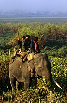 Presenter Valmik Thapar riding on Indian elephant, Kaziranga NP, Assam, India, on location for BBC television prgramme 'Land of the Tiger - Sacred Waters', December 1996