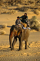 Presenter Valmik Thapar riding on Indian elephant in the Thar desert, Rajasthan, India. On location for BBC television programme 'Land of the Tiger - Deserts', April 1997