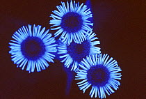 Fleabane flowers {Pulicaria dysenterica} under ultra violet light, sequence 2/2