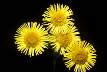Fleabane flowers {Pulicaria dysenterica} under normal light, sequence 1/2