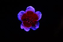 Silverweed flower {Potentilla anserina} under ultra violet light, sequence 2/2