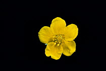 Silverweed flower {Potentilla anserina} under normal light, sequence 1/2