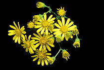 Ragwort flowers {Jacobaea vulgaris} under normal light, sequence 1/2