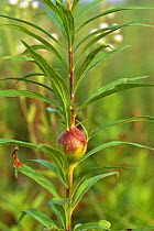 Round Goldenrod gall caused by larva of Goldenrod gall fly {Eurosta solidagnis} Pennsylvania, USA