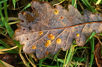 Common spangle galls on oak leaves caused by Spangle gall wasp {Neuroterus quercusbaccarum} Lancashire, UK