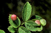 Smooth pea galls on Dog rose leaves {Rosa canina} caused by gall wasp {Diploepis eglanteriae} UK