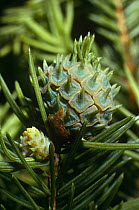 Pineapple gall / pseudocone on Spruce tree {Picea sp} caused by Gall aphid, Scotland, UK