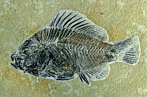 Fish fossil {Priscacara liops} from Eocene period, Wyoming, USA
