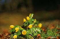 Winter aconites {Eranthis hyemalis} flowering, Glos, UK