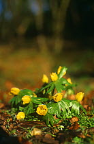 Winter aconites {Eranthis hyemalis} flowering, Glos, UK