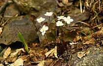 Twinleaf {Jeffersonia dubia} flowering, Ussuriland, Primorski, Far East Russia