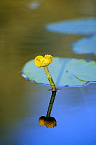 Yellow water lily {Nuphar lutea} flower with reflection, UK