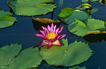 Egyptian lotus flower {Nymphaea lotus} flower and leaves, Muscat, Oman