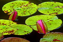 Red water lily {Nelumbo nucifera} buds opening to flower, USA
