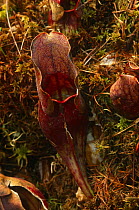 Northern pitcher plant {Sarracenia purpurea}  in Sphagnum bog, Wisconsin, USA