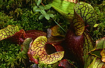 Northern pitcher plant {Sarracenia purpurea} USA