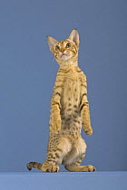 Ocicat kitten {Felis catus} standing on rear legs