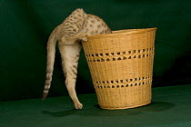Kitten climbing into basket
