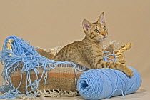 Ocicat kitten in basket with wool