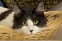 Maine coon cat {Felis catus} face portrait in basket