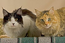Two Maine coon cats {Felis catus}
