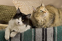 Two Maine coon cats {Felis catus}
