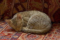 Ocicat kitten {Felis catus} sleeping