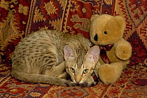 Ocicat kitten {Felis catus} with teddybear