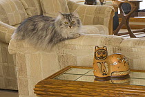 Longhair cat {Felis catus} on sofa with ornament