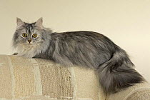 Longhair cat {Felis catus} portrait on sofa