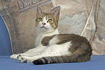 Domestic shorthair cat {Felis catus}