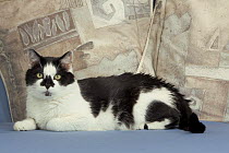 Domestic shorthair cat {Felis catus}
