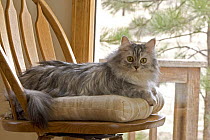 Longhair cat {Felis catus} portrait sitting on chair
