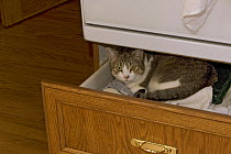 Tabby cat {Felis catus} sleeping on towels in drawer