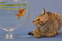 Ocicat kitten {Felis catus} staring at goldfish in bowl