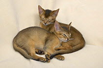 Two Abyssinian kittens {Felis catus} sleeping