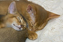 Abyssinian kittens {Felis catus} sleeping