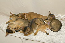 Six Abyssinian kittens {Felis catus} curled-up and sleeping