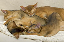 Sleeping Abyssinian kittens {Felis catus}