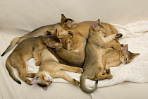 Group of Abyssinian kittens {Felis catus} huddled-up and sleeping