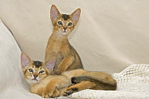 Two Abyssinian kittens {Felis catus}