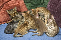 Ocicat mother with kittens {Felis catus}